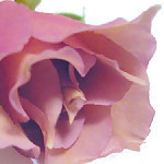 c0008209_20594199.jpg