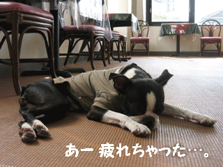 e0080117_2084379.gif