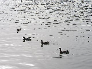 b0016836_23374537.jpg