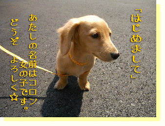 c0025852_18355078.gif