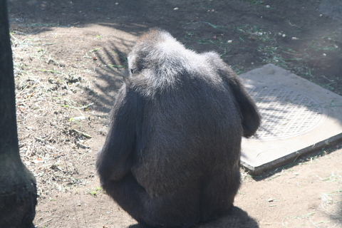 e0086860_055279.jpg
