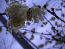 c0032863_22421231.jpg