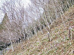 a0004391_213240.jpg