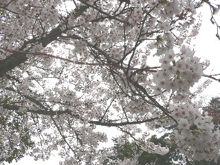 c0047221_14284824.jpg