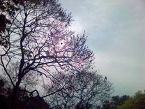 a0032537_17431142.jpg