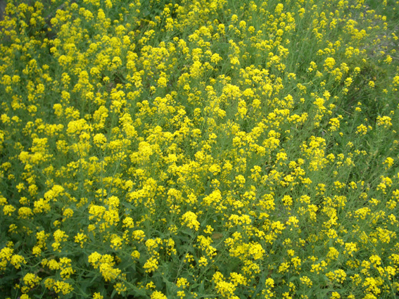 b0002156_726446.jpg