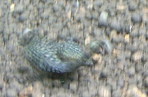 e0072757_0441940.jpg