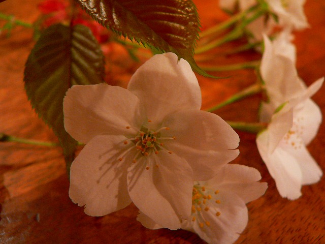 d0008073_4403180.jpg