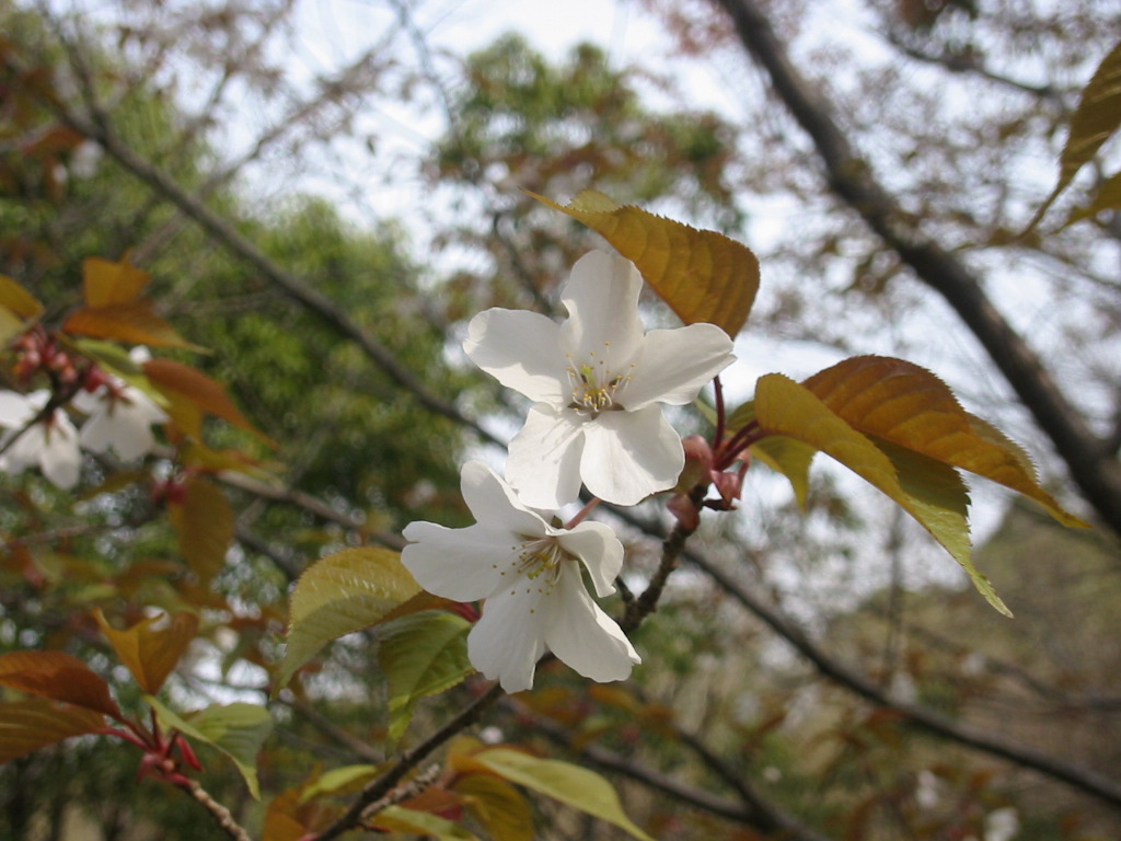f0013998_454064.jpg
