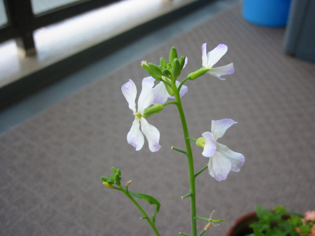 f0013998_515895.jpg