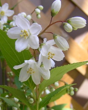 a0047200_14472473.jpg