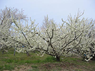 a0041508_2164516.jpg