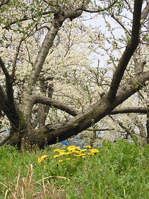 a0041508_2165868.jpg