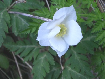 c0042418_10373724.jpg