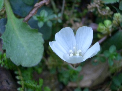 c0042418_10395537.jpg