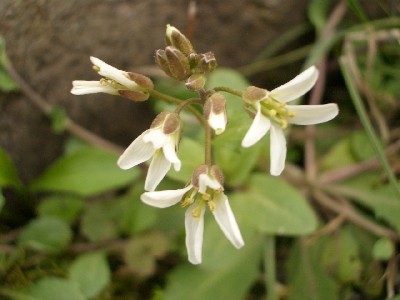 c0042418_10444056.jpg