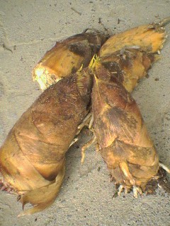 c0062331_16564754.jpg