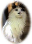 c0025852_2027356.gif