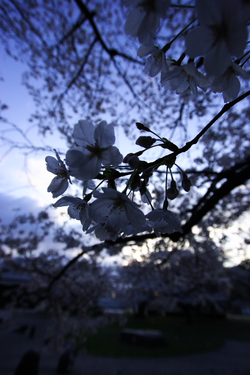 c0030874_733213.jpg