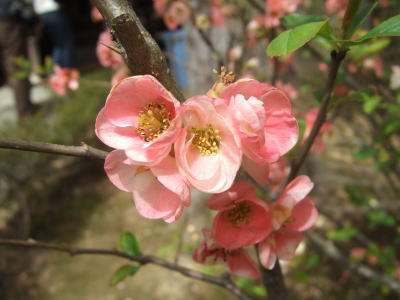f0004182_0202961.jpg