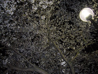 f0069140_8204420.jpg