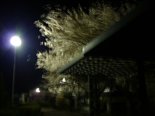 f0069140_821689.jpg