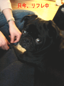 b0035453_20361237.gif
