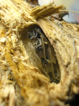 e0083097_23264230.jpg