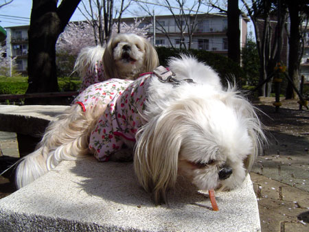 c0011204_038861.jpg