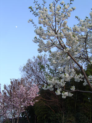 c0011204_0465837.jpg