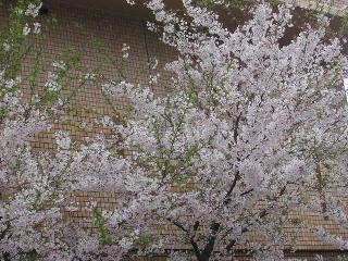e0090719_19473016.jpg