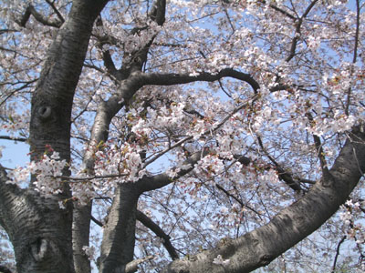 f0078132_1391636.jpg