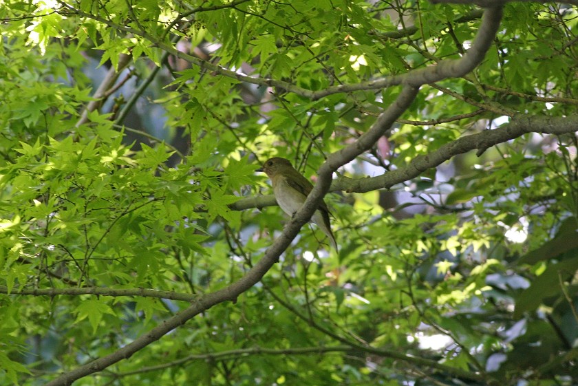 c0075539_2333573.jpg