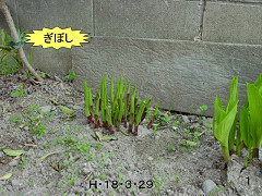 f0003174_1171869.jpg