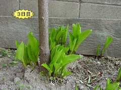 f0003174_1175373.jpg