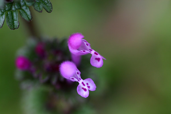 b0067789_20381649.jpg