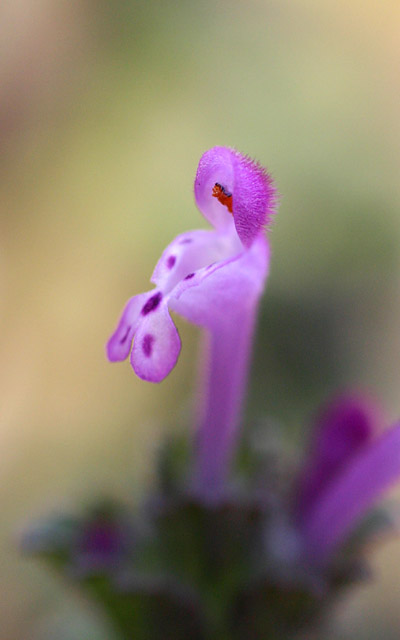 b0067789_2038599.jpg