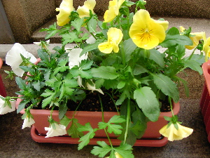 c0034396_23223042.jpg