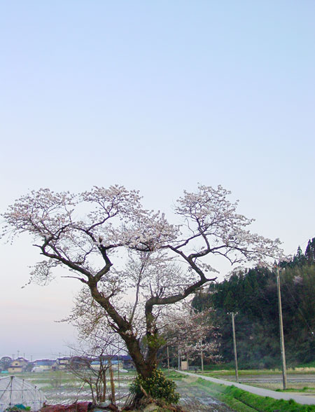 c0073907_1156351.jpg