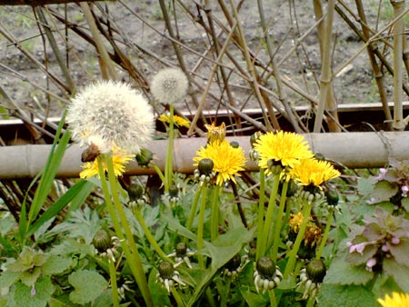 e0034047_0401434.jpg