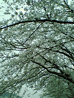 a0040858_19233657.jpg