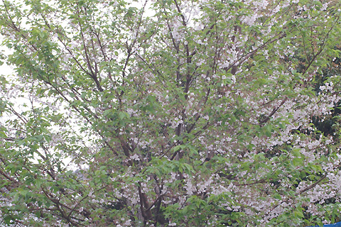 c0068168_1115792.jpg