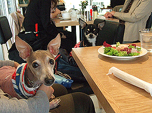 c0012571_12234220.gif