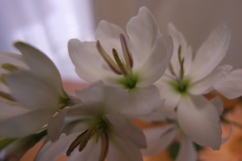 a0043982_2341529.jpg