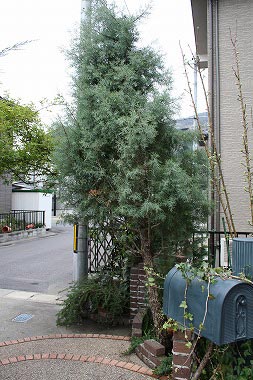 c0045882_2035771.jpg