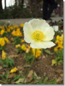 f0004182_002083.jpg