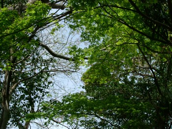 e0010293_19102130.jpg