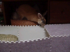 b0030701_951920.gif