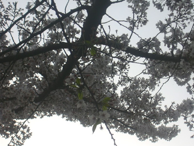 a0021608_2113297.jpg