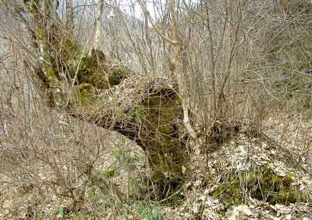 e0001110_53278.jpg